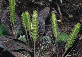 Encyklopedia roślin: Fitonia