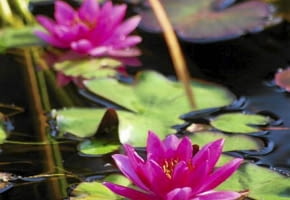 Pod koniec lata liście grzybieni mogą żółknąć i zamierać. Warto je wtedy usuwać