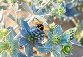 Mikołajek nadmorski