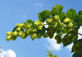 Encyklopedia roślin: Chmiel  Humulus lupulus