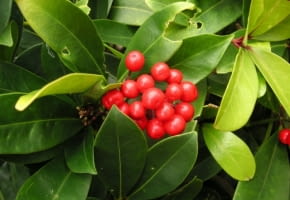 Encyklopedia roślin: Golteria  gaultheria  ma charakterystyczne czerwon