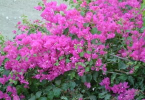 Encyklopedia roślin: Bugenwilla gladka  Bougainvillea glabra