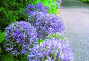 Kolorowa wiosna w Hampton Court - w głębi pergola obrośnięta złotokapem, z przodu czosnki ozdobne