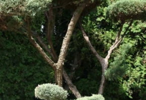 Encyklopedia roślin: Jalowiec wirginijski  Juniperus virginiana