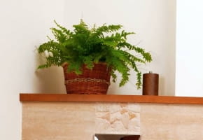 Encyklopedia roślin: KWIATY W MIESZKANIU  Nefrolepis   paproc wytrzymal