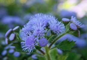 Encyklopedia roślin: Zeniszek meksykanski  Ageratum houstonianum syn  A