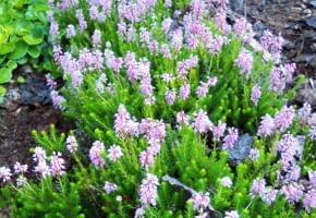 Encyklopedia roślin: 