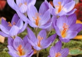 Encyklopedia roślin: Krokus okazaly  kwitnacy jesienia  Odmiana  Conque