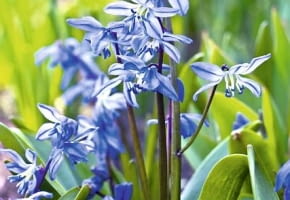 Cebulica syberyjska ma oryginalne niebieskie kwiaty, jakby pomalowane akwarelą. Osiąga około 12 cm wysokości, rośnie w kępkach