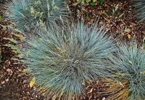 Encyklopedia roślin: Kostrzewa popielata  inaczej sina  Festuca cinerea