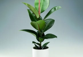 Encyklopedia roślin: Figowiec sprezysty  Ficus elastica