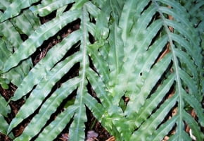 Encyklopedia roślin: Paproc zlocista  Plebodium aureum