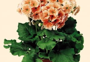 PIERWIOSNEK PRIMULA ROSLINA DONICZKOWA