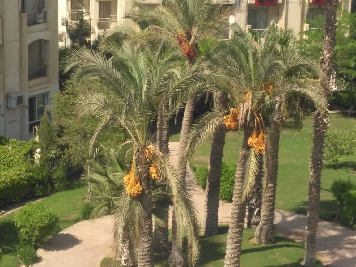 apartment at Hadayek el Mohandesin