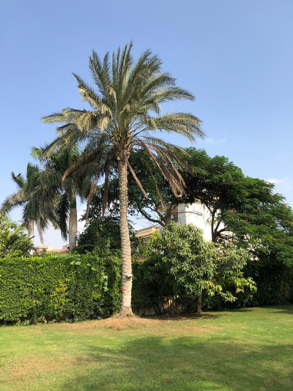 فيلا في جولف السليمانية، صورة ٧ من ٢٤