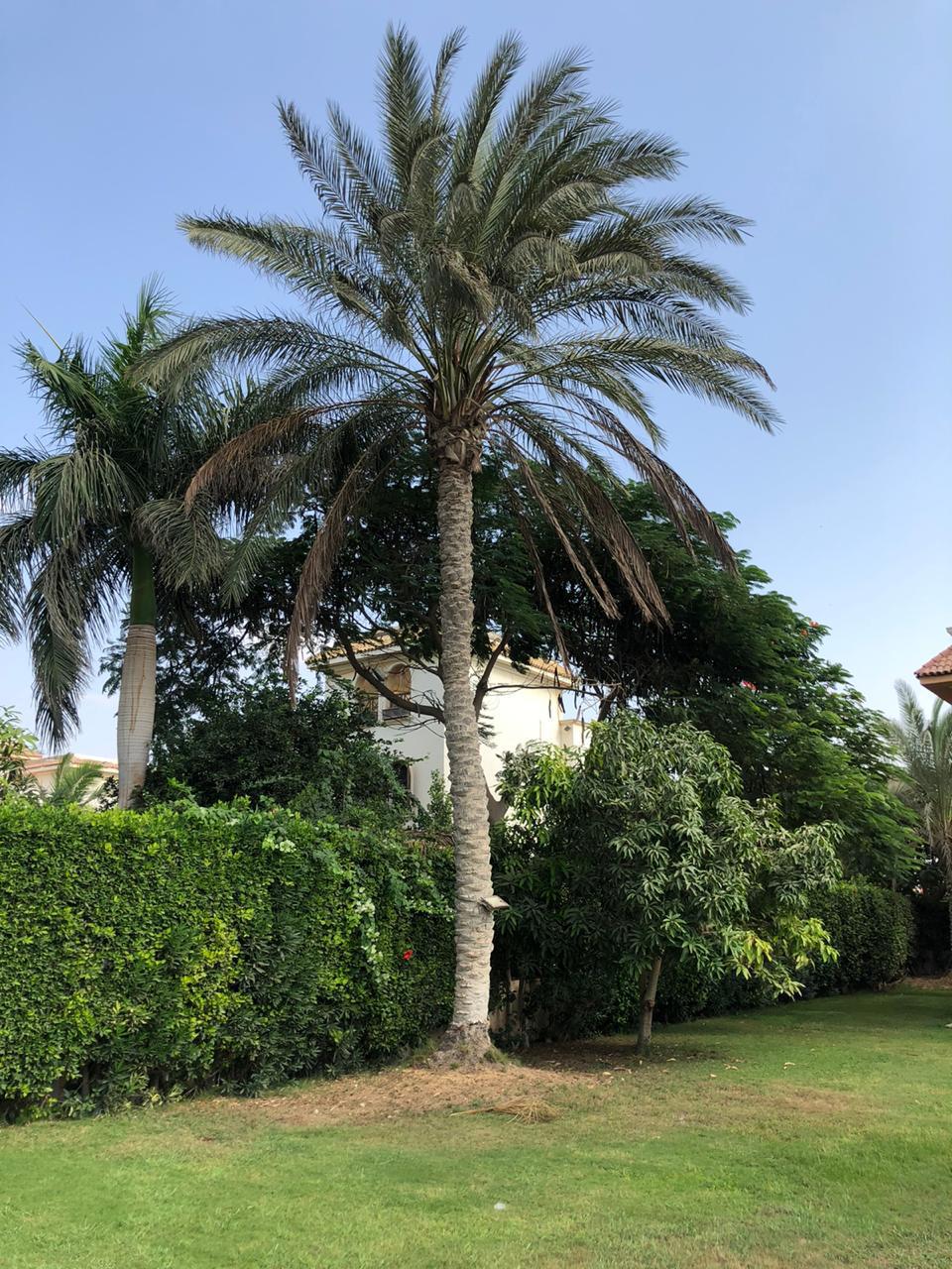 فيلا في جولف السليمانية، صورة ٨ من ٢٤
