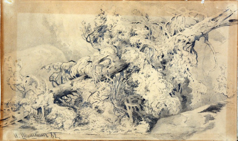 Зрублене дерево