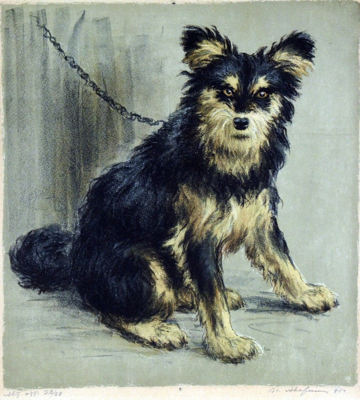 Жучка.Із серії «Відродження скотарства в Україні»