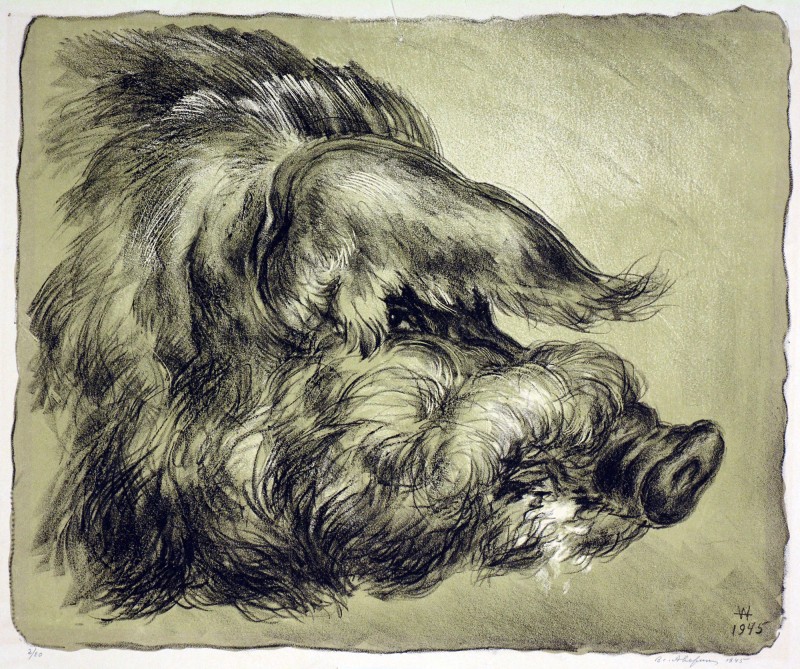 Старий хряк.Із серії «Відродження скотарства в Україні»