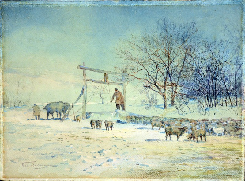 Вівці на водопої