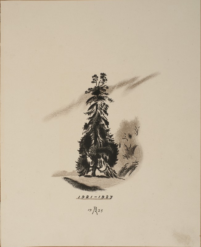 Одинока ялина біля «Найгарнішого місця у парку»