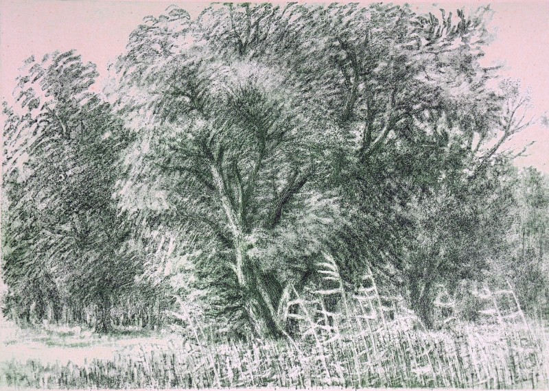 Зелені шати