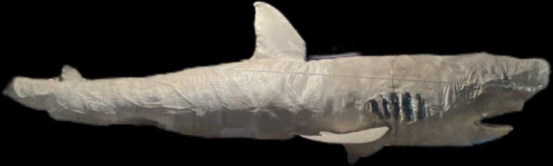 Опудало акули