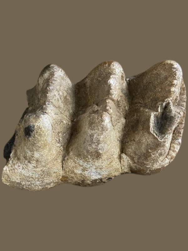 Зуб печерного ведмедя