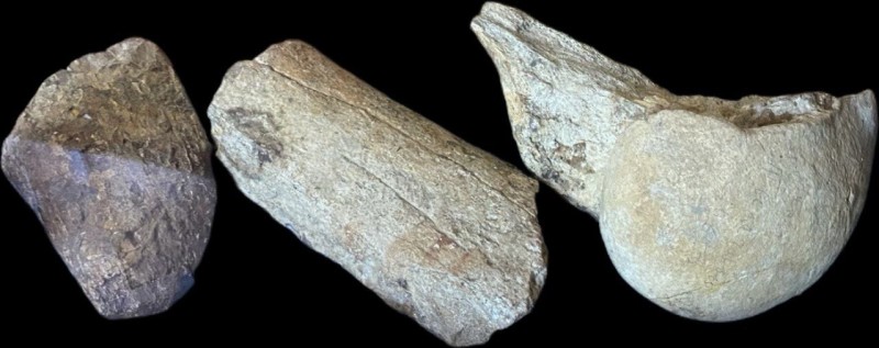 Суглоб ноги мамонта