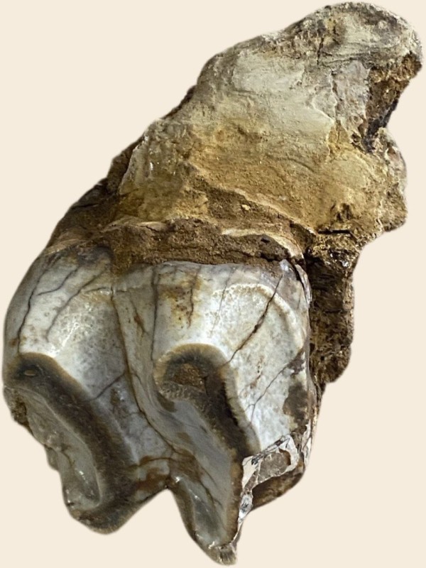 Зуб дейнотерію