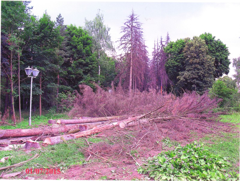 Фотографія. Ялини в парковій зоні Національного музею-садиби М.І.Пирогова, зрізані внаслідок пошкодження. 01.07.2015 р.