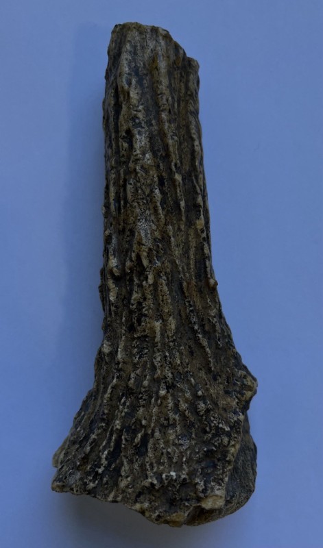 Кістка тварини