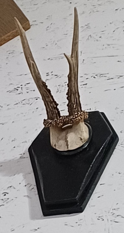 Роги козячі натуральні