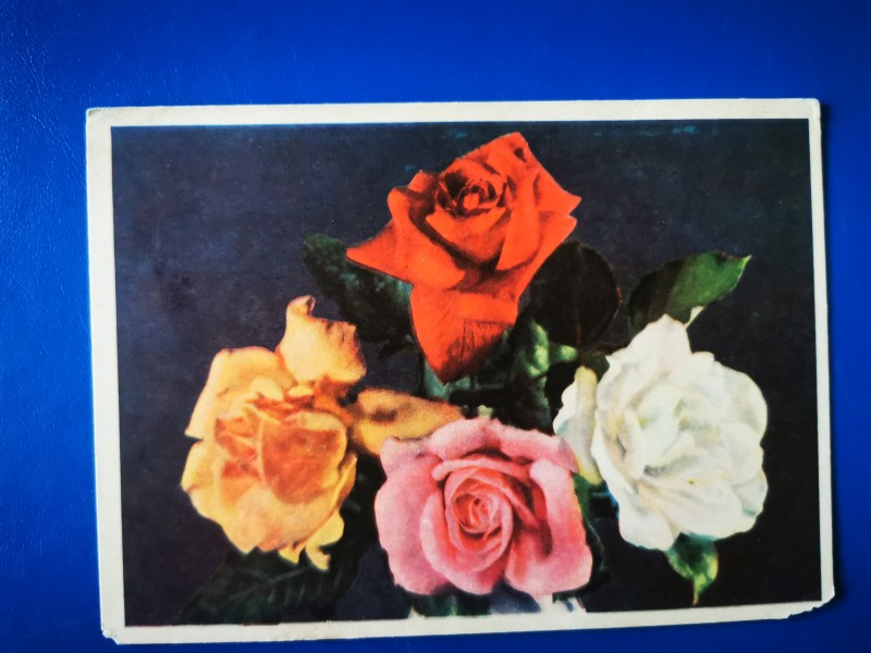 Листівка поштова з зображенням троянд. Видавництво "Московская типография Гознака", Москва, 1959 рік