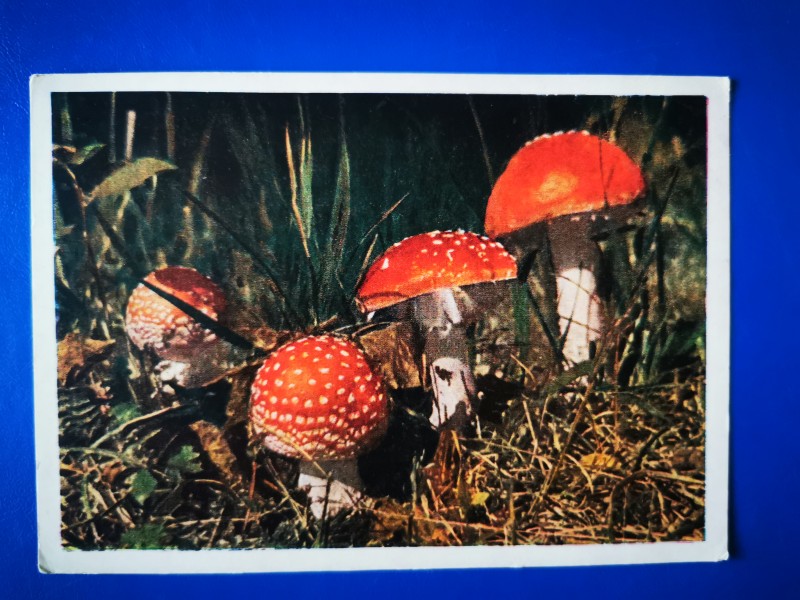 Листівка поштова "Мухоморы". Видавництво "ИЗОГИЗ" , Москва, 1960 рік