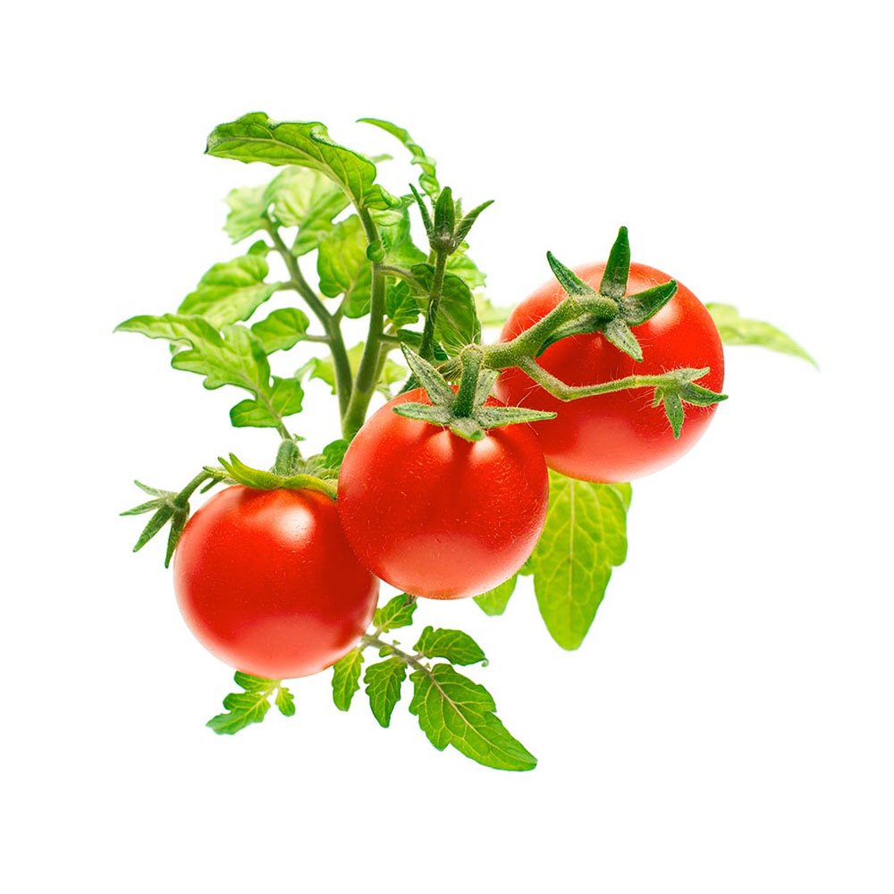 Click And Grow rajče mini