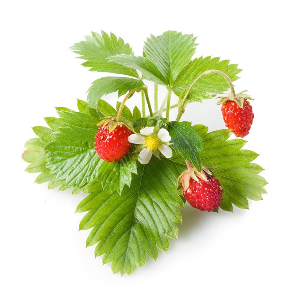 Smart Garden Lesné jahody