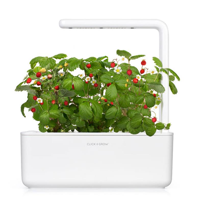 Click And Grow lesní jahoda