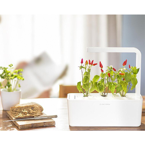 Click And Grow Chilli papričky