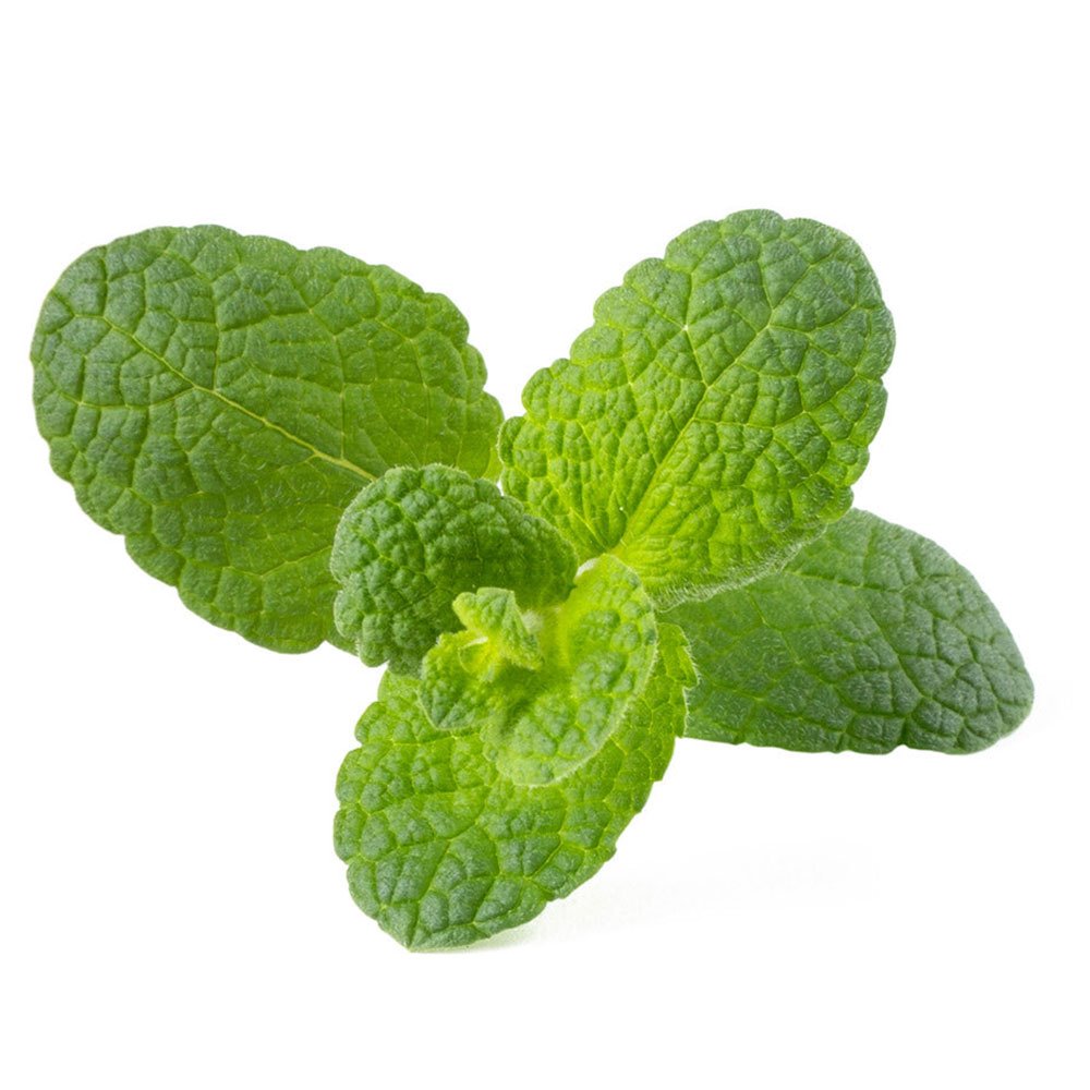 Click And Grow máta peprná