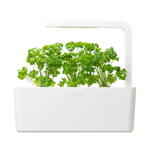 Click And Grow Petrželka