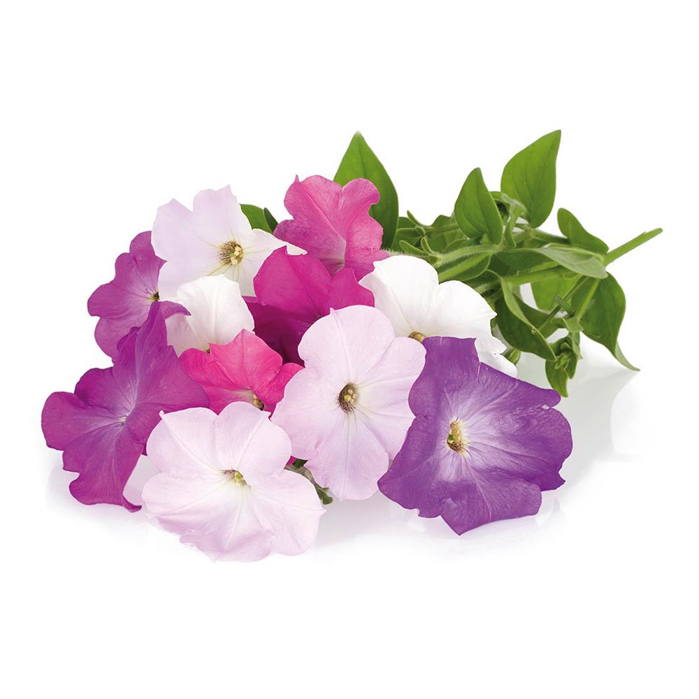 Smart Garden Petunia