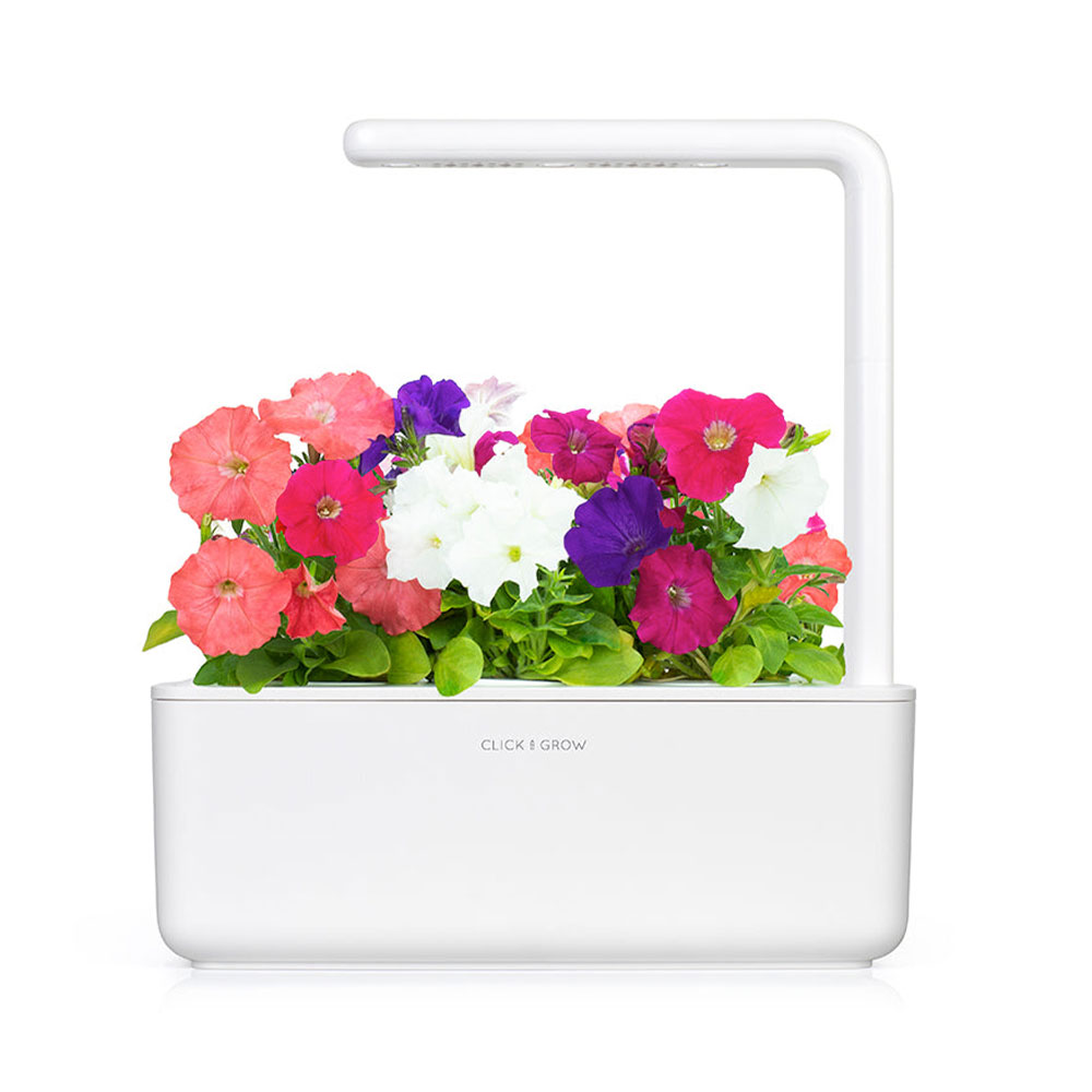 Smart Garden Petunia