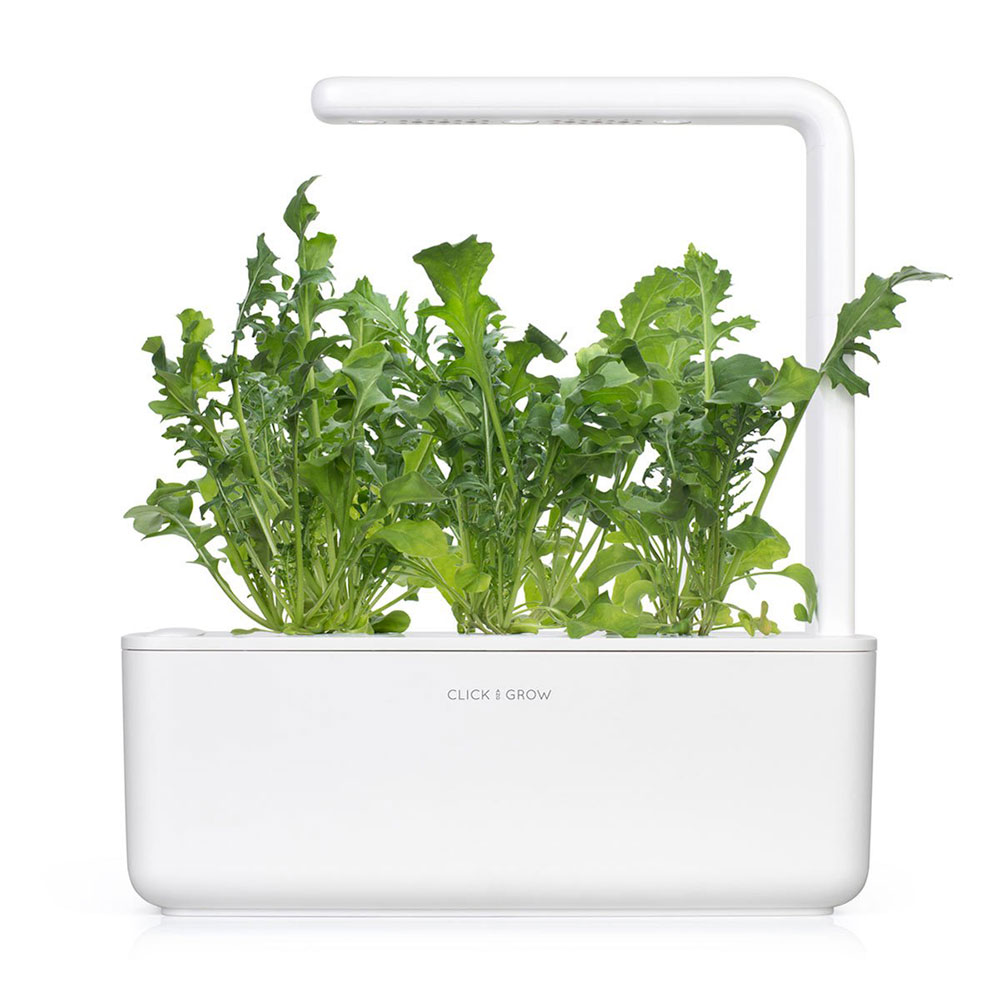 Smart Garden Rukola