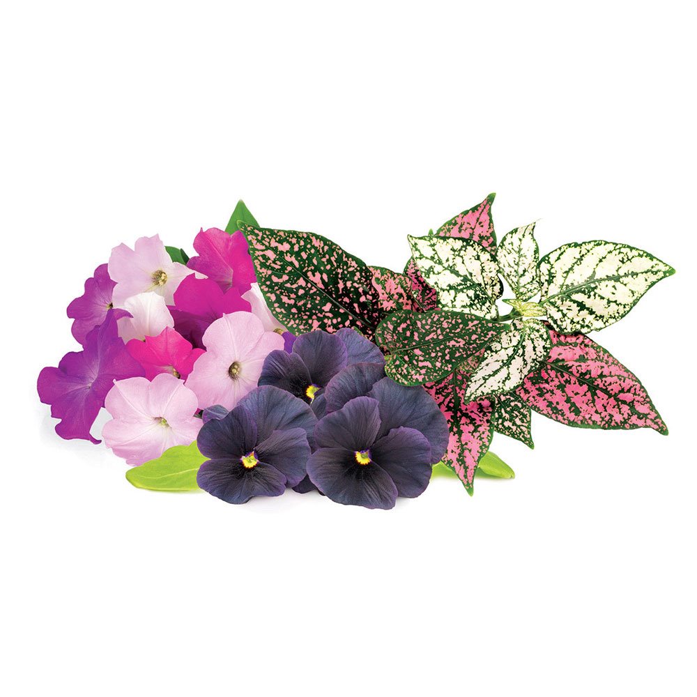 Click and Grow Mix květin  3-pack