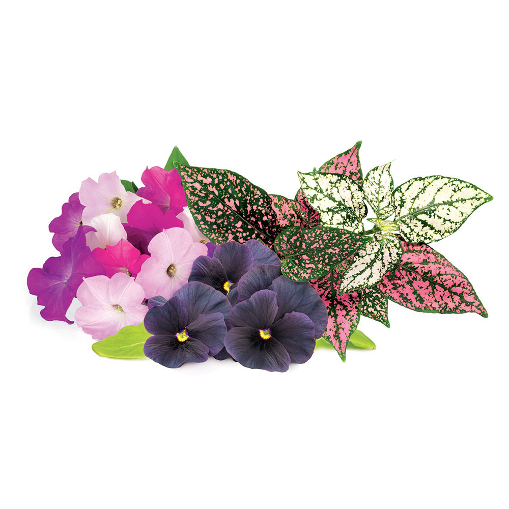 Click and Grow Mix květin  3-pack