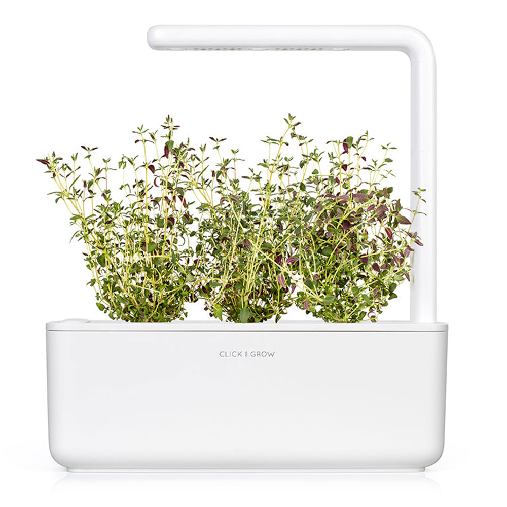 Click And Grow Tymián