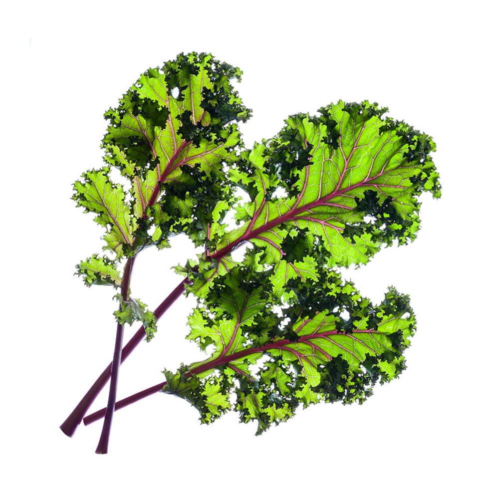 Smart Garden Kučeravý kel