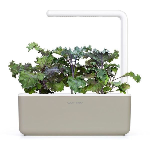 Smart Garden Kučeravý kel