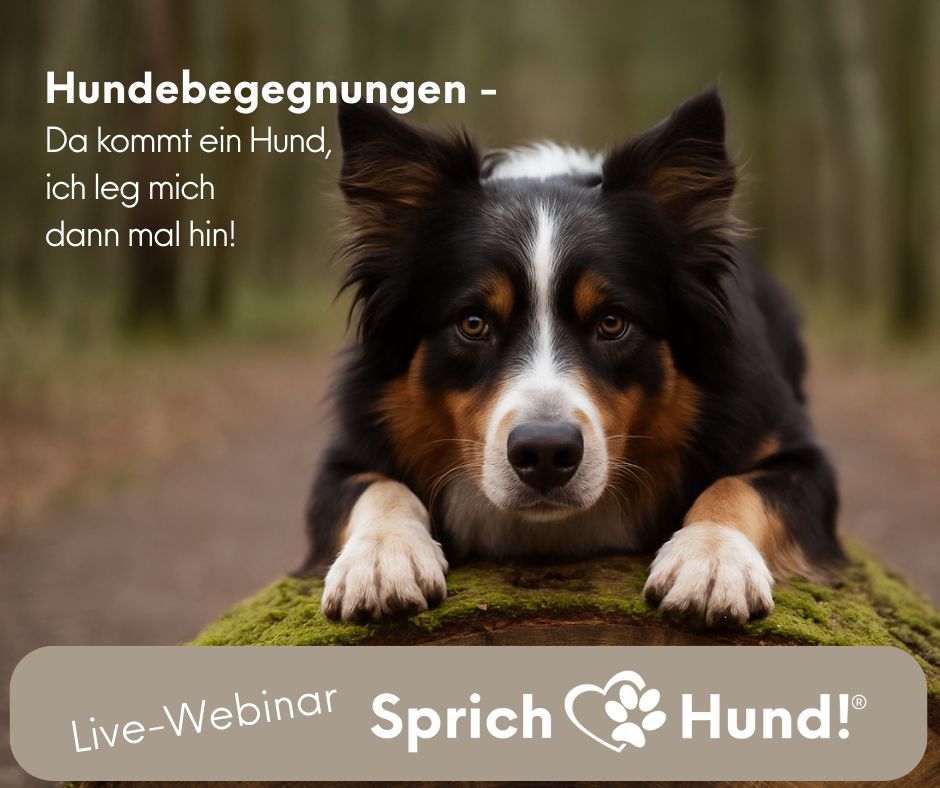 Produktabbildung zu Live Webinar Hundebegegnungen - Da kommt ein Hund, ich leg mich dann mal hin!
